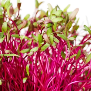 Beetroot Microgreens