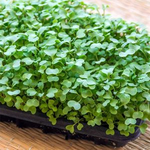 Mustard Microgreens