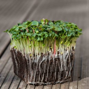 Bok Choy Microgreens