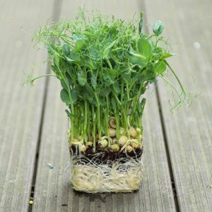 Pea Shoots