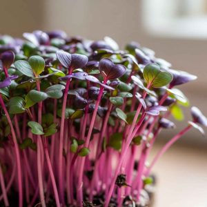 Sango Radish Microgreens