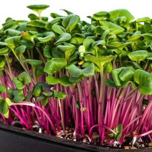 Radish China Rose Microgreens