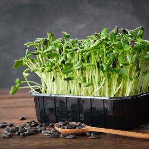 Sunflower Microgreens